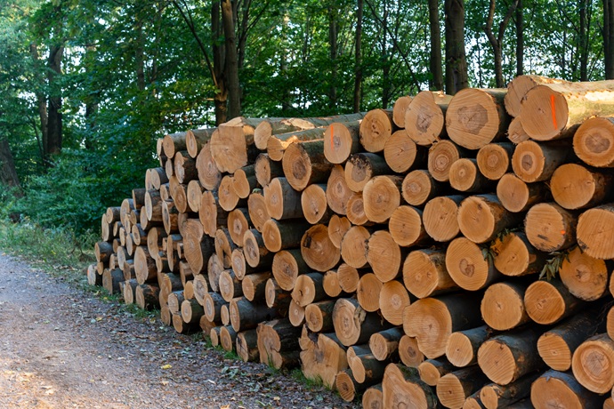 Stack of tree logs